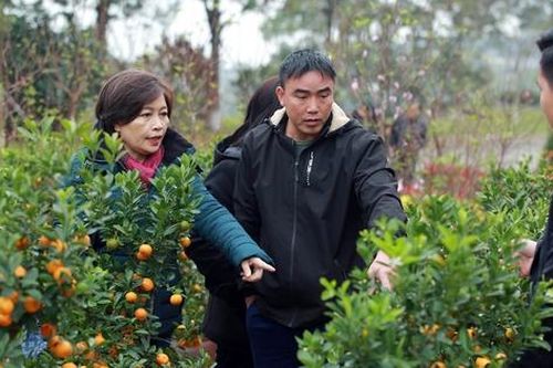 Chợ cây cảnh của người đã khuất nhộn nhịp ngày giáp Tết, 1,5 triệu đồng/cây đào, người đi tạ mộ tranh nhau mua