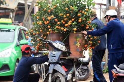 Tài xế chở đào, quất Tết coi chừng bị phạt