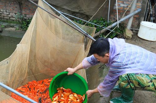 Làng cá chép đỏ Thủy Trầm hối hả chuẩn bị hàng cho Tết ông Công ông Táo
