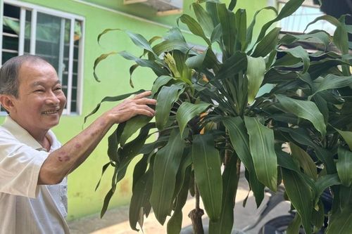 Lão nông có bí quyết riêng khiến cây phát tài trổ bông đúng dịp Tết
