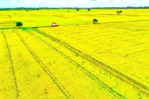 Xuân về trên 'cánh đồng mẫu lớn' ở Vĩnh Lợi - Bạc Liêu