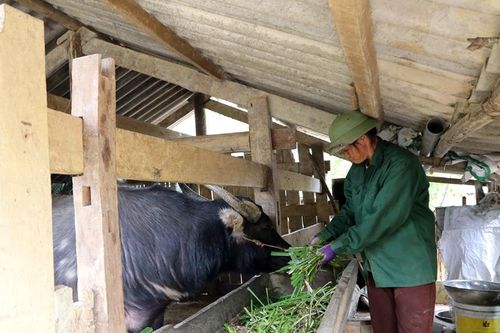 Bắc Kạn thêm nhiều gia súc chết rét vì thả rông lên rừng, không che chắn