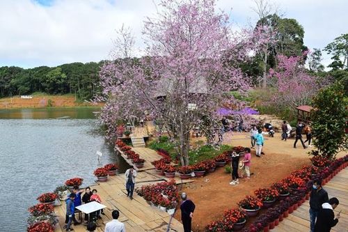 Phát triển Măng Đen thành thị trấn hoa Anh đào