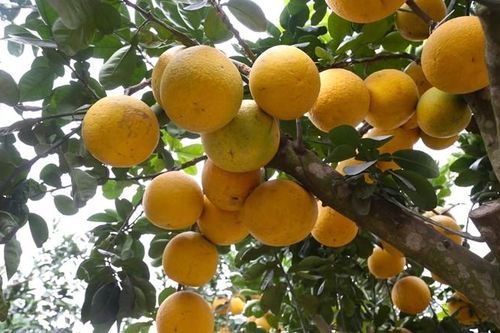 Bưởi Diễn 'hét giá' 80 triệu đồng chơi Tết có gì đặc biệt?