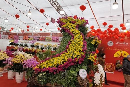 Hơn 1.000 chậu lan kết hình bản đồ Việt Nam trên gỗ lũa
