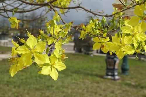 'Độc, lạ' gốc mai vàng bonsai đón Tết 'nhìn là thích