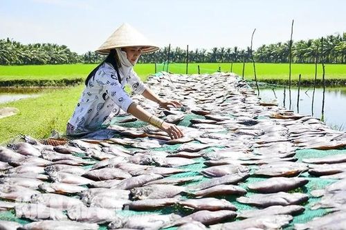 Giá khô mực, giá tôm khô hiện ở Kiên Giang tăng từ 20-100.000 đồng/kg