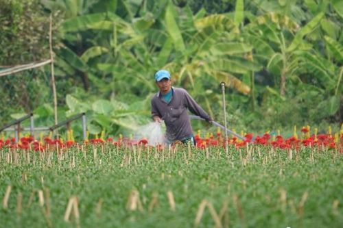 Lác đác người đặt mua, chủ vườn hoa Tết chỉ mong 'thu hồi vốn'