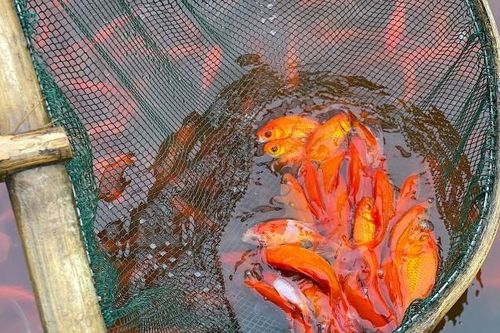 Làng cá ông công ông táo Tân Cổ chuẩn bị phục vụ Tết 2024