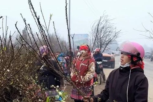 Hàng nghìn cành đào, mận tập kết ra quốc lộ 6 chờ về xuôi 'ăn Tết'