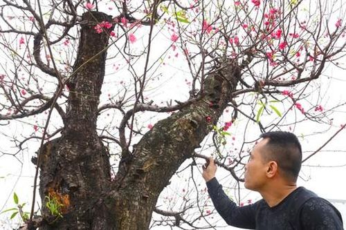 Đào cổ thụ trăm tuổi giá bán 120 triệu đồng chơi Tết