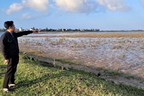 Hàng chục ha rừng ngập mặn chết 2 năm vẫn chưa rõ nguyên nhân