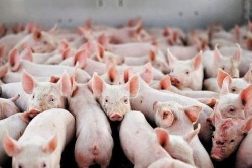 'Heo ăn chay' lỗ gần 30 tỷ, Bầu Đức có dễ bán chuỗi 'heo ăn chuối'?