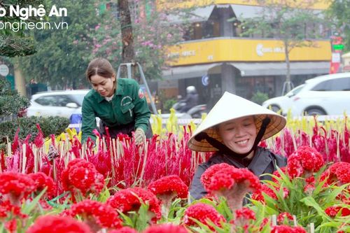 Hơn 60 loại hoa trang trí các tuyến đường hoa Tết tại thành Vinh
