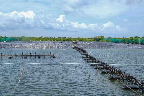 Hiệu quả từ mô hình kết hợp năng lượng tái tạo và nuôi tôm ở Bạc Liêu