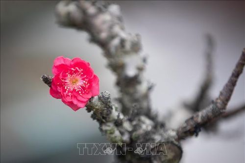 Đào Thất Thốn khoe sắc đón Xuân