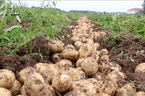 'Mùa vàng' trên cánh đồng vụ Đông