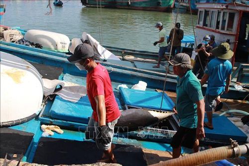 Ngư dân vươn khơi bám biển trong dịp Tết Nguyên đán