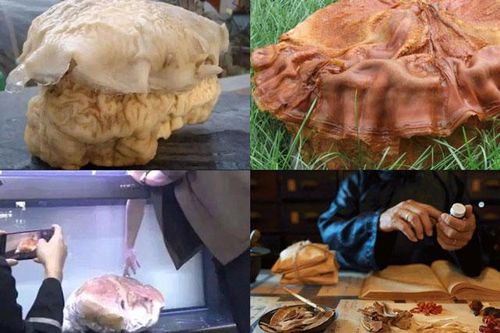Người đàn ông vớt được 'tảng thịt' 20kg được mệnh danh là 'vua miễn dịch', có giá nghìn tỷ đồng