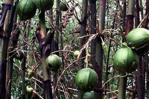 Loại tre này cứ 50 năm mới nở hoa ra quả một lần, nhưng mỗi lần nở hoa lại thu hút lượng lớn chuột