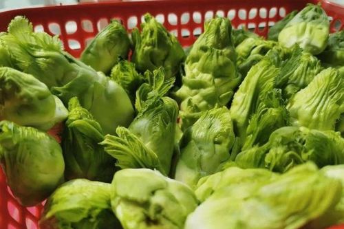 Bí mật về rau mầm đá: Đặc sản xứ lạnh gây sốt trên thị trường