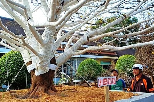 Cây mai vàng 'khủng' được rao bán 2 tỷ đồng