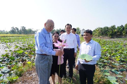 Giáo sư - Tiến sĩ Kazuo Watanabe thăm mô hình trồng sen Tháp Mười