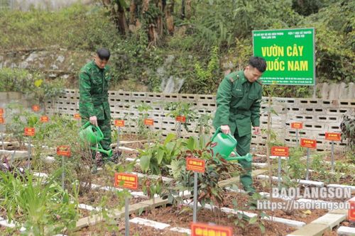 Lợi ích từ mô hình vườn thuốc nam tại các đồn biên phòng