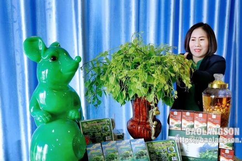 Công ty trách nhiệm hữu hạn một thành viên Ngọc Quê: Hành trình kiến tạo và lan tỏa các sản phẩm từ cây bồ khai
