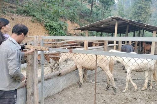 Băng giá, sương muối làm chết 31 con gia súc