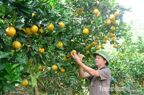 Độc lạ vườn cam hữu cơ