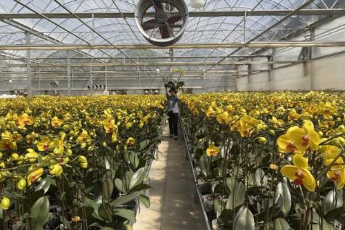 Đà Lạt thấp thỏm lo hoa Tết