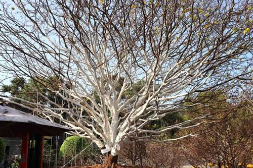 Cây mai 'khủng' rao bán 2 tỷ đồng ở Cà Mau