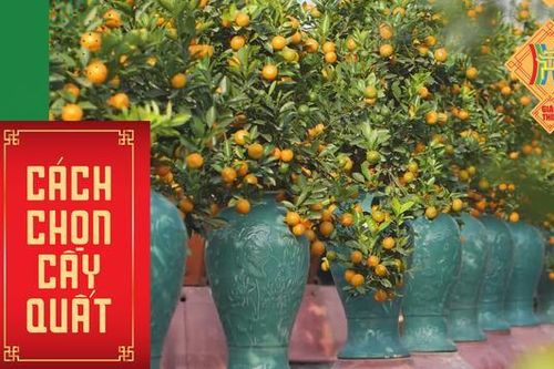 Cách chọn cây quất đẹp ngày Tết để cả năm sung túc