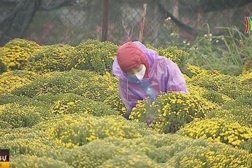 Vựa hoa lớn nhất Hà Nội thấp thỏm vào vụ Tết