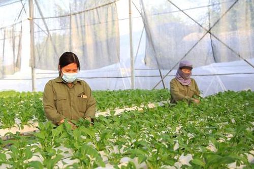 Nông sản sạch 'đủ sức' phục vụ Tết
