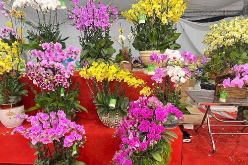 Hoa lan đẹp mĩ mãn ngày giáp Tết 'dài cổ' ngóng khách 'xuống' tiền