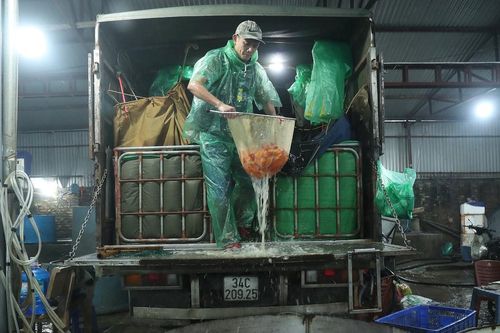 Cận ngày ông Công, ông Táo chợ cá lớn nhất Thủ đô ngập tràn sắc đỏ, tấp nập bán xuyên đêm
