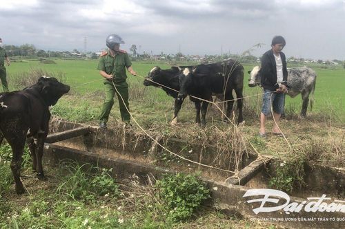 Quảng Nam: Bắt đối tượng trộm 7 con bò của người dân