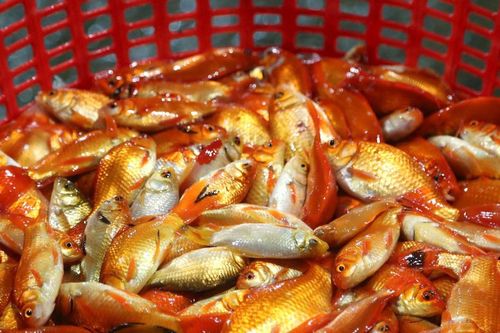 Giá cá chép tăng nhẹ trước thềm Tết ông Công, ông Táo