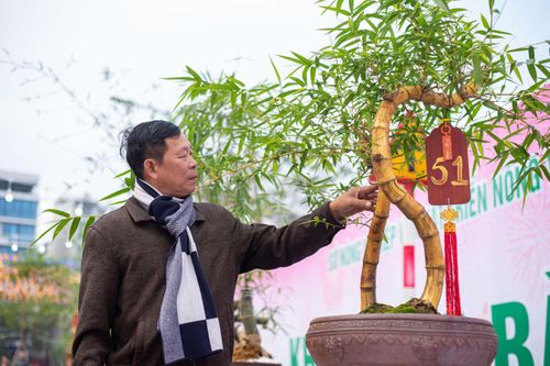 Tre bonsai có giá cả trăm triệu hút khách dịp Tết