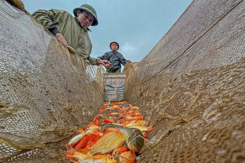 Cảnh nhộn nhịp ở 'thủ phủ' cá chép cúng ông Công ông Táo