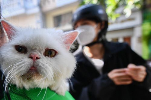 Tốn 13 triệu đồng để đưa mèo về quê ăn Tết