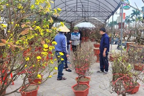 Thị trường hoa cảnh sôi động, lượng tiêu thụ chưa cao
