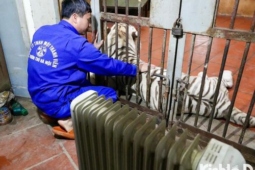 Vườn thú Hà Nội: Chế độ chăm sóc đặc biệt với động vật trong giá rét