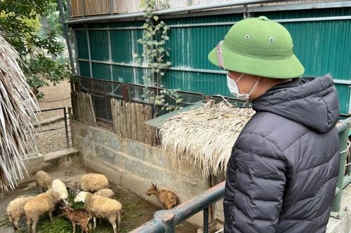 Giữ ấm, chăm sóc tốt cho động vật tại Vườn thú Hà Nội