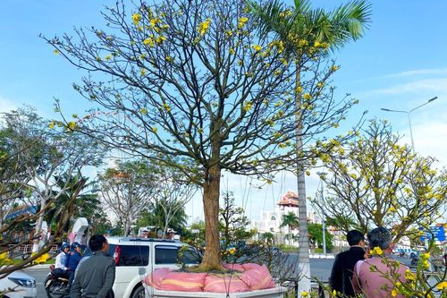 Siêu phẩm 'bạc tỷ' hút hồn người mê cây cảnh