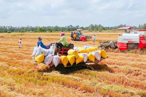 Nông dân ĐBSCL rộn ràng 'mùa vàng' đón tết
