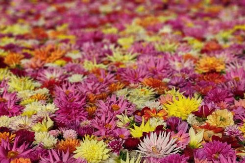 Mùa hoa thược dược thắm đượm tình cha