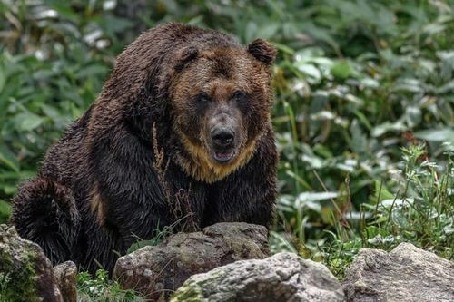Leo núi đụng 'gấu hoang', người đàn ông té ngửa khi biết sự thật